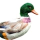 thumbnail image 2 of Figura decorativa de pato, figuras de animales, miniaturas pintadas a mano para el jardín y el hogar. Vistoso, 2 of 3