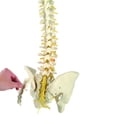 thumbnail image 2 of Wellden Medical Educational Deluxe Life Size 36" Human Spine Model w/ Stand, 2 of 4