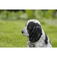 thumbnail image 3 of Hi-Line Gift Ltd 87771-15 Cocker Spaniel Pet Pals Figurine, 6.1-inch Height, Black and White, Polyresin, 3 of 8