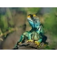 thumbnail image 2 of Fitzharris, Tim 18x15 Gold Ornate Wood Framed with Double Matting Museum Art Print Titled - Collared Lizard, 2 of 4