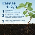 thumbnail image 4 of 20 Pack Eversweet Everbearer Strawberry Plants - Delicious Outdoor Planting for Home Garden - Grown USA. Zone 4-9., 4 of 6