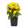 thumbnail image 3 of (3 pack) Expert Gardener Pint Yellow Garden Chrysanthemum Plant Sun, 3 of 10