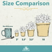 Blooming Kalanchoe Succulents | 3 Plants, 2.5in. Grow Pots; Filtered Sun | Element by Altman Plants