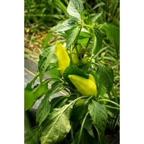 Zoltans Paprika Sweet Pepper Premium Seed Packet