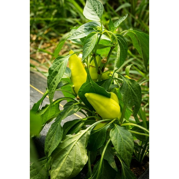 Zoltans Paprika Sweet Pepper Premium Seed Packet