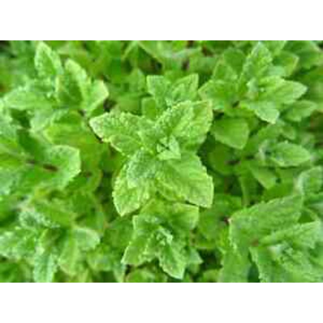 1000 PEPPERMINT SEEDS Mint NonGMO