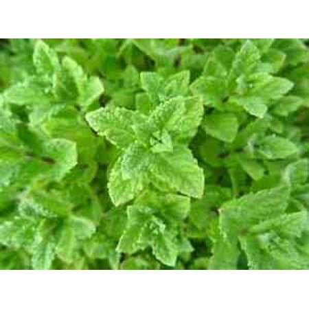 

500 PEPPERMINT SEEDS Mint NonGMO