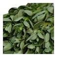 thumbnail image 2 of Verdolaga Hortalizan 2 lavada y desinfectada 250 g, 2 of 4