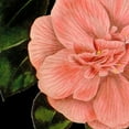 thumbnail image 2 of Vision Studio 12x12 White Modern Wood Framed Museum Art Print Titled - Dramatic Camellia I, 2 of 4