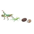 thumbnail image 1 of Insectes Jouet, Modèle de Cycle de Croissance, Poatable Non-Sûr pour les Enfants Éducation Jouer Activités d'Enseignement, 1 of 8