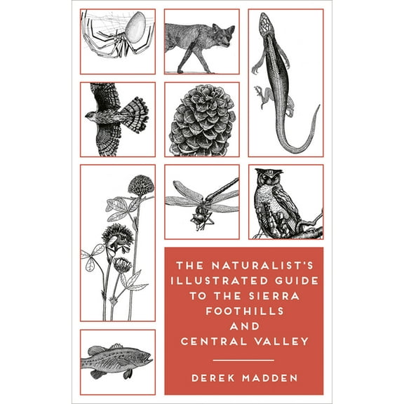 The Naturalist's Illustrated Guide to the Sierra Foothills and Central Valley, (Paperback)