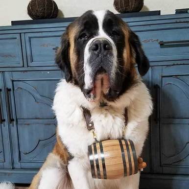 all black saint bernard
