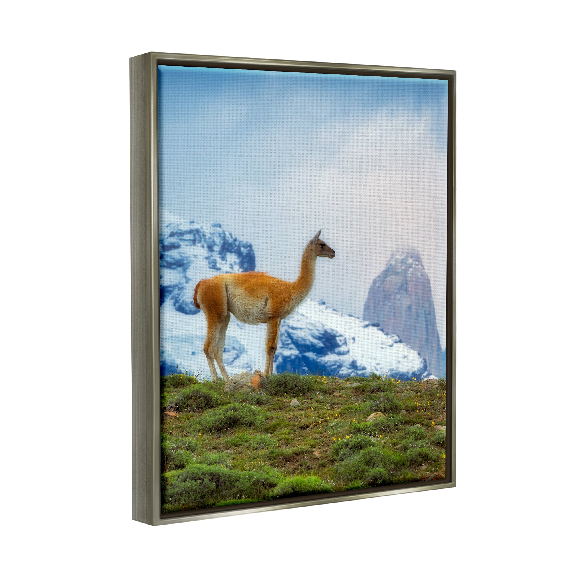Stupell Industries Wild Llama Photography Animals & Insects Photography Gray Floater Framed Art Print Wall Art, 25 x 31