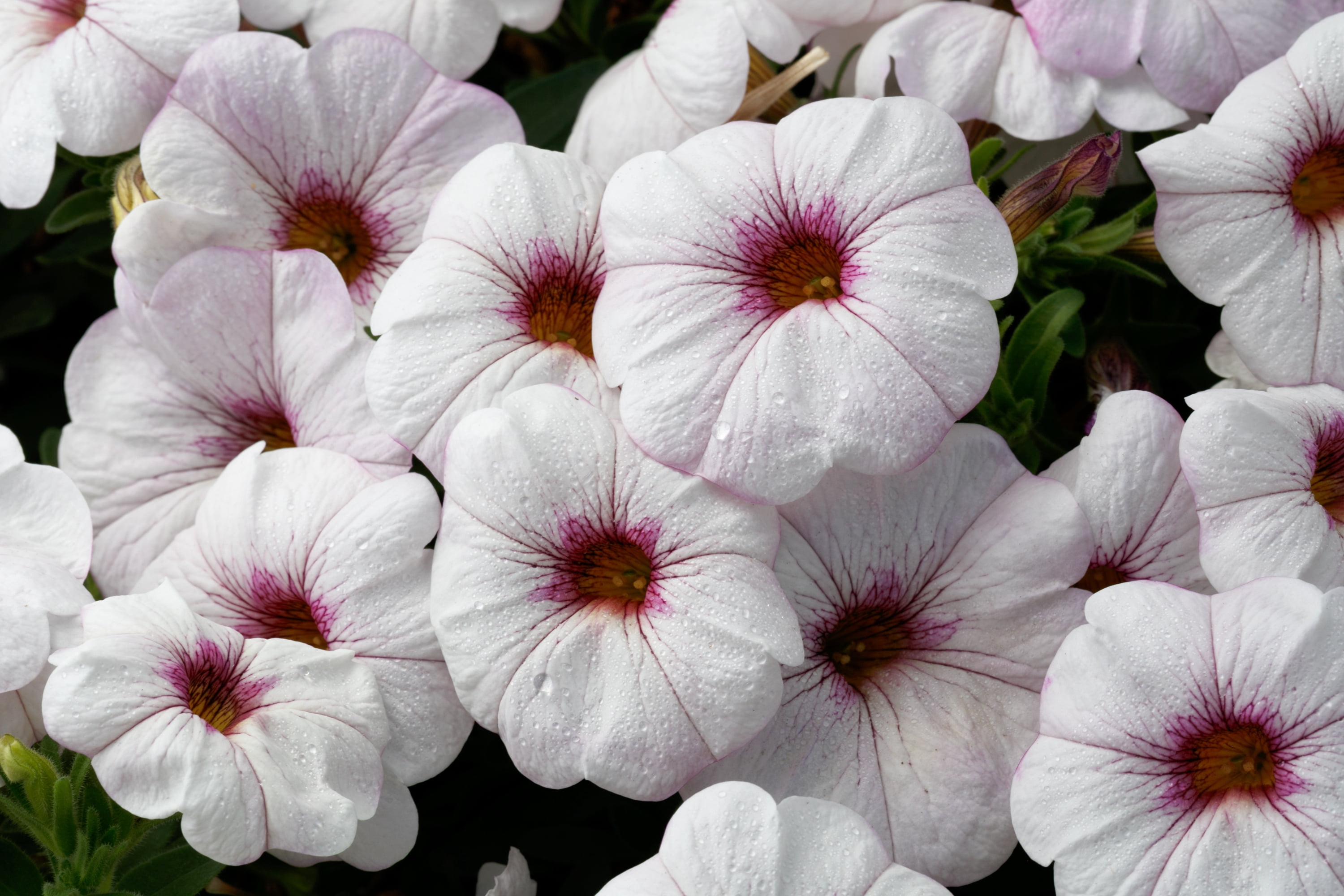 SuperCal 2.5QT Petchoa Various Colors Annual Live Plant
