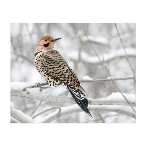 Northern yellow shafted Flicker in winter - Photography Bird Wildlife Snow Winter Nature Woodland Animal Unframed Wall Art Print 6 x 8 inches