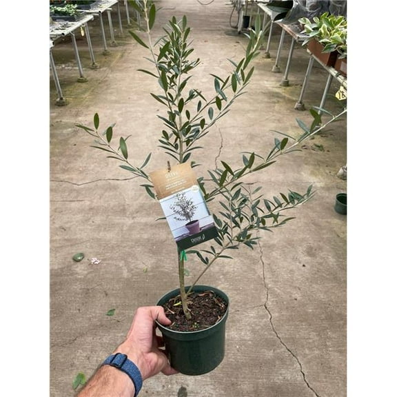 House Plant Dropship 6-ED-OLIVE-COMMON 6 in. Pot Common Olive Tree Olea Europaea Plant