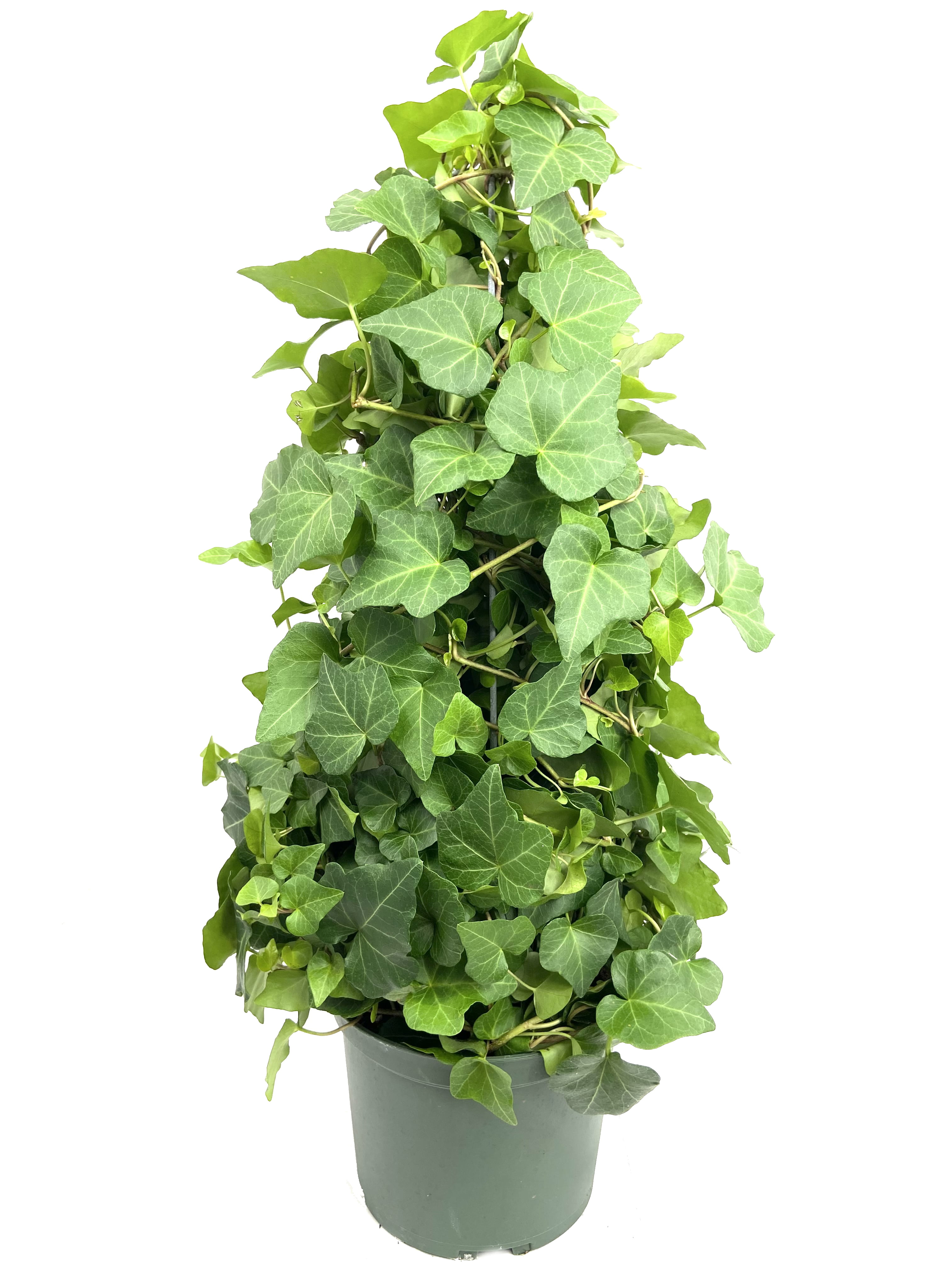 english ivy topiary