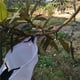 thumbnail image 5 of Riwesomey Tipo de filo de cuchillo Recolector de frutas de gran altitud Recolector de frutas Poste telescópico Recolector de frutas de gran altitud Jardín y Patio Riwesomey TO004909-00, 5 of 6