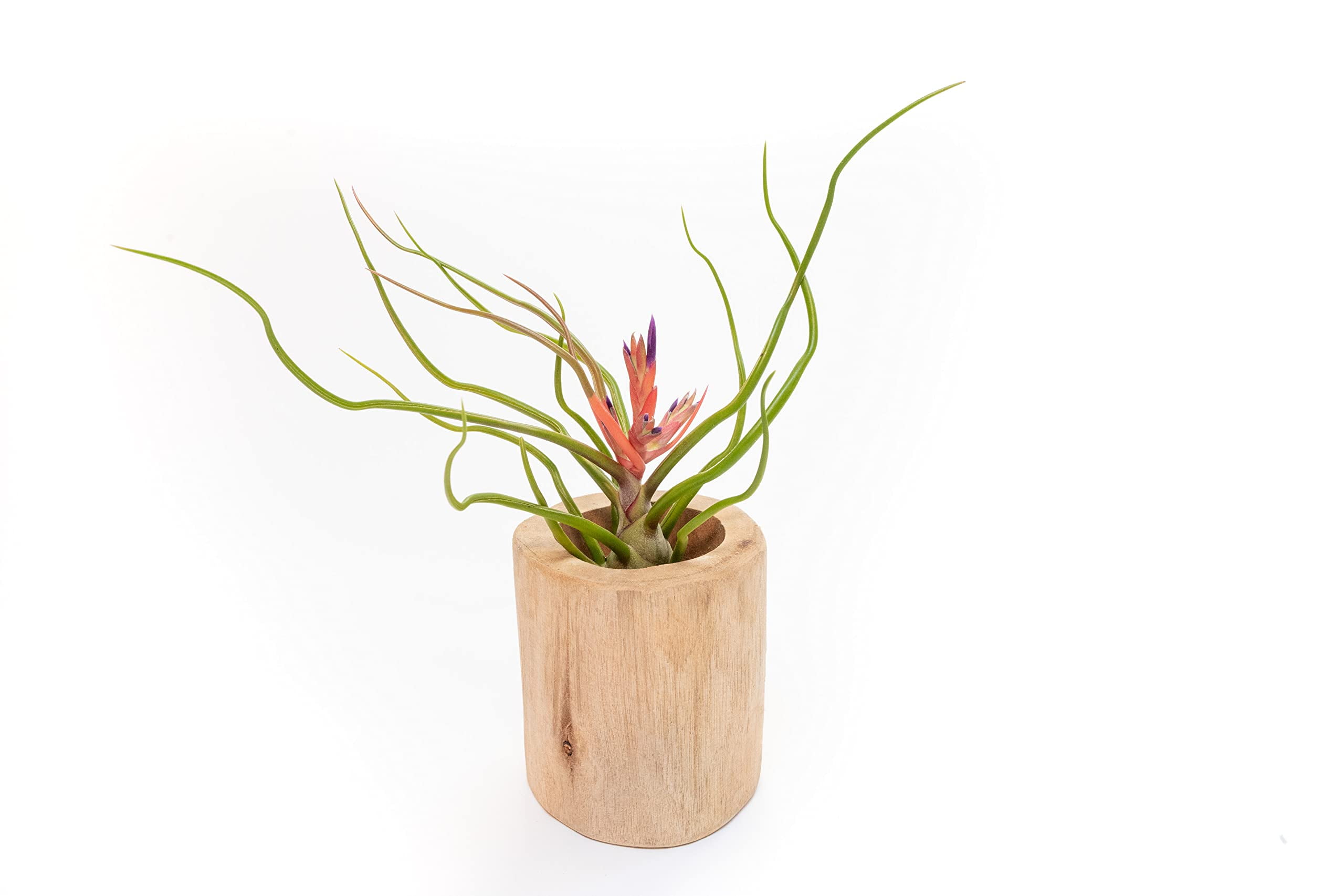 Air Plant Shop Driftwood Container with Custom Air Plant- Wholesale and Bulk - Succulents - Live Tillandsia - Easy Care Indoor and Outdoor House Plants (Xerographica)