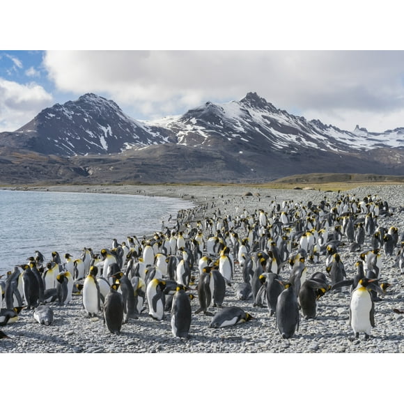 King Penguin on the island of South Georgia, rookery in Fortuna Bay. Poster Print by Martin Zwick (24 x 36)