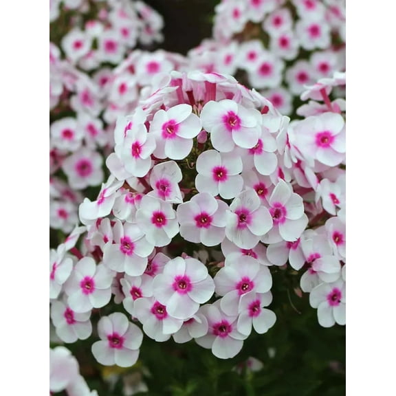 50 Cherry Cream Phlox Seeds – Perennial Garden Flower – Butterfly & Pollinator Friendly Blooms