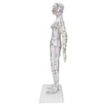 thumbnail image 4 of Acupuncture Meridians Model, PVC Acupuncture Model White  For Medical School For School For Teaching For Classroom ANGGREK Acupuncture Needle Model Set, 4 of 8