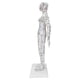 thumbnail image 4 of Acupuncture Meridians Model, PVC Acupuncture Model White  For Medical School For School For Teaching For Classroom ANGGREK Acupuncture Needle Model Set, 4 of 8