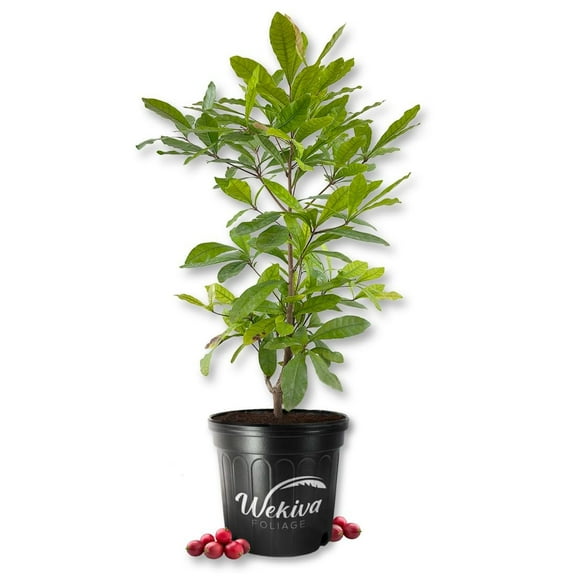 Miracle Fruit Tree - Live Plant in a 3 Gallon Growers Pot - Synsepalum Dulcificum - Beautiful Edible Fruit Bearing Tree for Patio and Garden