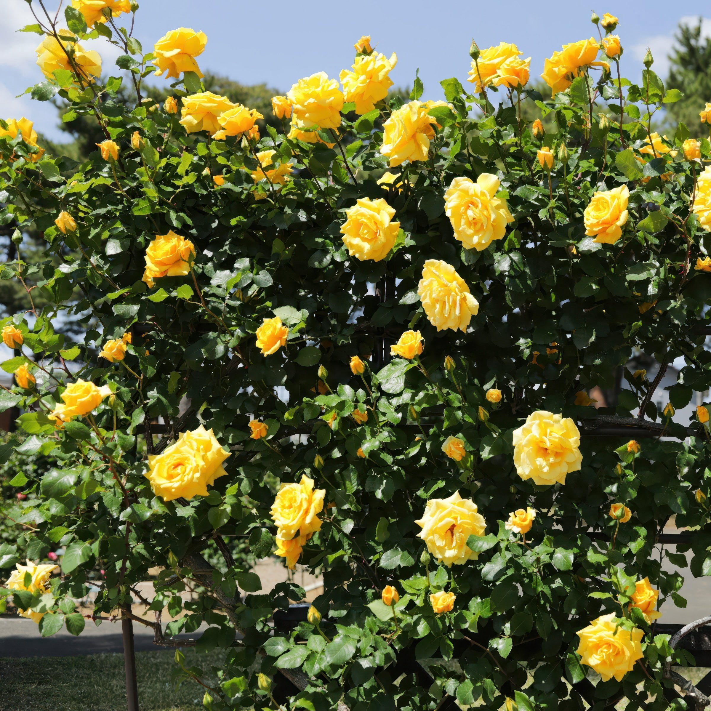 National Plant Network Bare Root Rose Royal Gold with Yellow Flowers (5-pack)