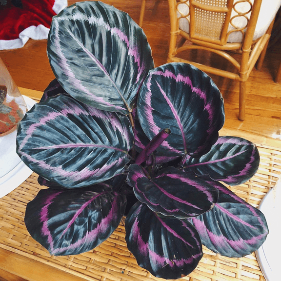 Dottie Prayer Plant-Calathea 'Dottie'-Perfect for Indoor Spaces  6" Pot