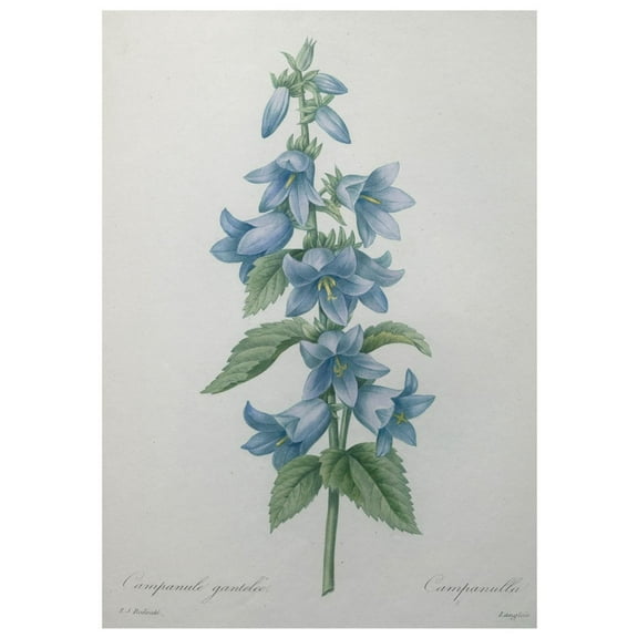 Art.com Bellflower Art Print by Pierre-Joseph Redoute, 24" x 32"