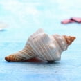 thumbnail image 2 of 9-17cm Brown White Natural Oversized Snail Conch Ornaments Decorations Office Collection Fish Souvenir F2R5, 2 of 9