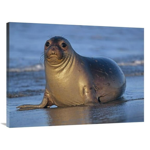 30 x 40 in. Northern Elephant Seal Female Laying on Beach, California Coast Art Print - Tim Fitzharris