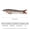 3#, variant on PASILI Biomimetic 8-Segment Fishing Lures: Sinking Wobblers For Bass Fishing!