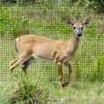 thumbnail image 6 of 7.5 ft. x 65 ft. Plastic PP Stretch Net Deer Net Protective Net Fence Net Household(30 ties), 6 of 6