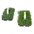 thumbnail image 3 of SodPods Multi Variety Grass Plug Pack (32 Count) Natural, Affordable Lawn Improvement, 3 of 8