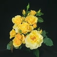 thumbnail image 4 of 3 Gal. Pot, Sky's the Limit Climbing Rose Potted Plant - 1 plant per offer, 4 of 6