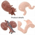 thumbnail image 2 of MasteelfCA 8Pcs Human Organ Model Anatomy Study Tools 3D Anatomy Model Prop Teaching Prop, 2 of 9