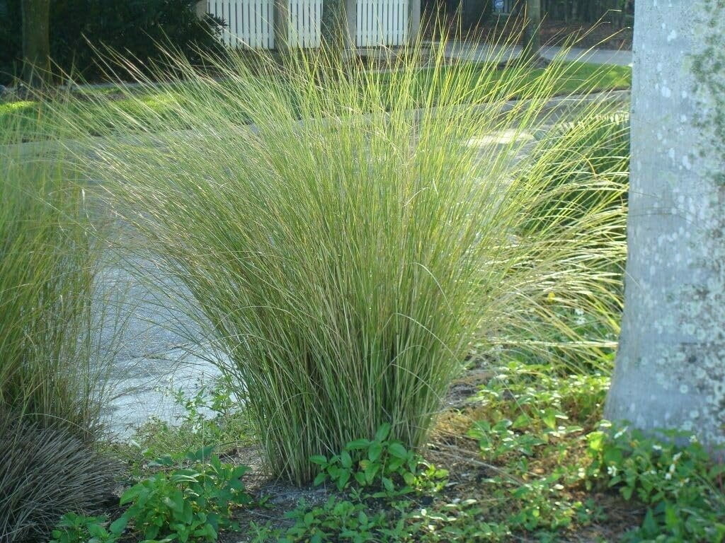 Sand Cord Grass I 3 Large Gallon Size Plants I Spartina Bakeri I Live Plants, Salt-Tolerant Native Grass for Wetlands, Erosion Control, and Coastal Landscaping