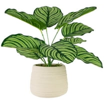 Northlight 13" Artificial Prayer Plant in Beige Ceramic Pot