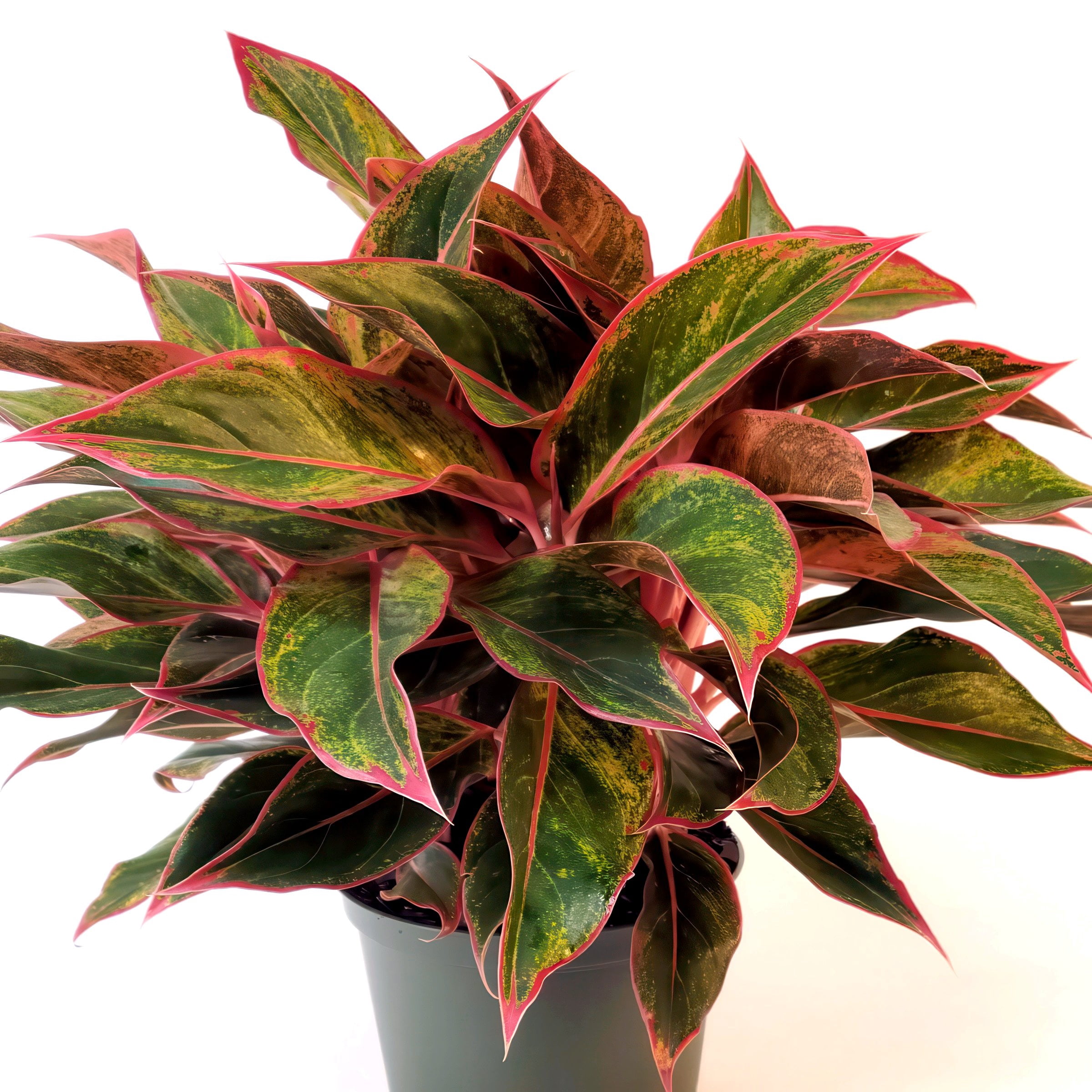 6 in. Aglaonema Aurora Siam Red Plant in Grower Container