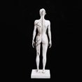 thumbnail image 4 of Human Anatomy Model Female Anatomy Figure Superficial Muscle Anatomy Model Lab Ornament Anatomical Reference for Artists, 4 of 6