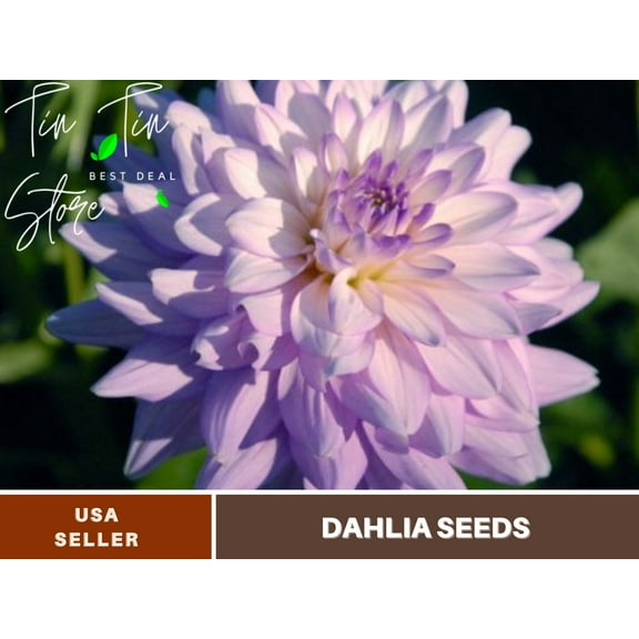 40  Seeds| Jordan Nicole Dahlia Perennial Seeds - | Seeds, Herbal Seeds, Flower Seeds, GMO Free, Authentic Seed#D062