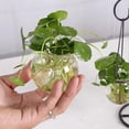 thumbnail image 4 of Terrarios de vidrio colgantes Contenedor Maceta Planta hidropónica Planta de aire A UN kusrkot Contenedor de terrario, 4 of 8