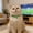 green, variant on Adjustable Pet Collar with Soccer Ball Charm - Lightweight Polypropylene Cat Collar for Small Dogs & Cats (5-15lbs, Black/Green/Yellow/Red)
