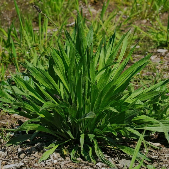 Boston Plantain Seed 250 Mg ~134 Seeds | Non-GMO Narrowleaf Ribwort (Plantago lanceolata) | Medicinal Herb, Cover Crop, Forage | Perennial for No-Till, Grazing & Soil Health | 60-90 Days