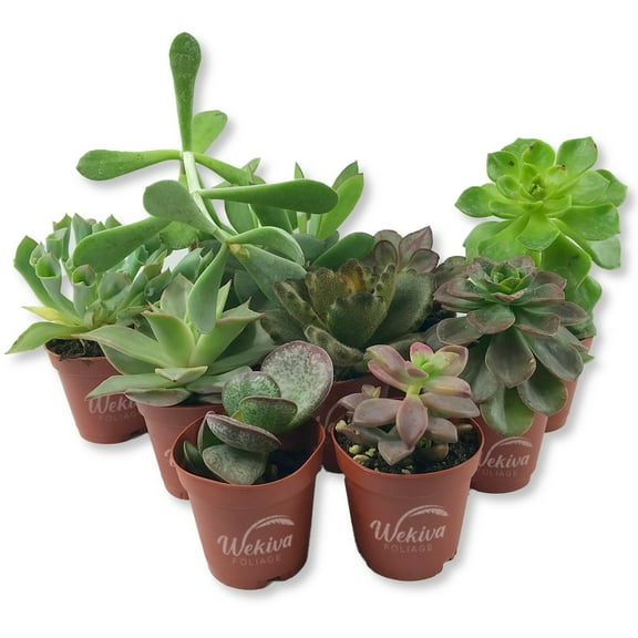 Succulent Variety Pack - 10 Live Starter Plants in 2 Inch Pots - Grower's Choice - Easy Care Drought Tolerant Houseplants