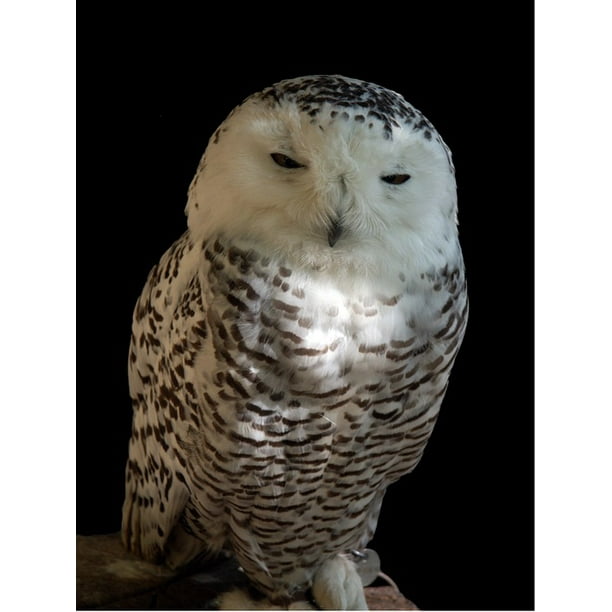 White Snowy Owl Bird Chouette Harfang Nature 12 Inch By 18 Inch Laminated Poster With Bright Colors And Vivid Imagery Fits Perfectly In Many Attractive Frames Walmart Com Walmart Com White Snowy Owl Bird Chouette Harfang Nature 12 Inch By 18 Inch Laminated Poster With Bright Colors And Vivid Imagery Fits Perfectly In Many Attractive Frames Walmart Com Walmart Com