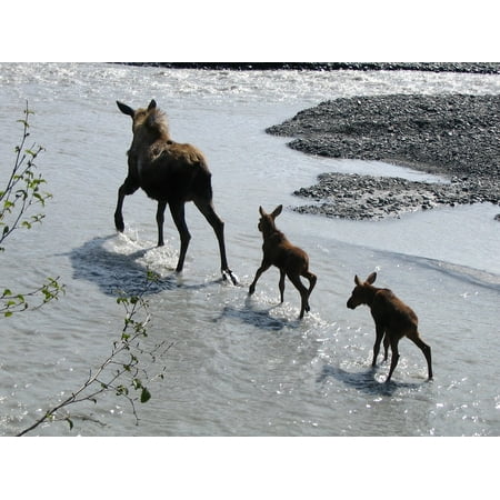 Canvas Print Cow Water Forest Moose Babies Park Wildlife Stretched Canvas 10 x