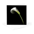 thumbnail image 5 of 3drose, White Calla Lily, 12 Greeting Cards with Envelopes, 5 of 7